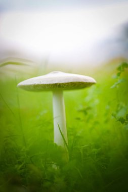 Yeşil bir çayırda yetişen büyük bir mantarın yakın görüntüsü