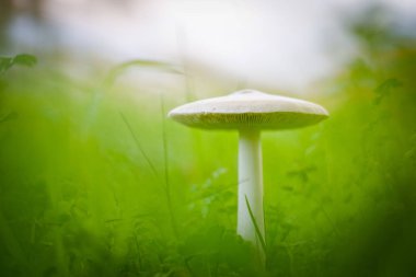 Yeşil bir çayırda yetişen büyük bir mantarın yakın görüntüsü