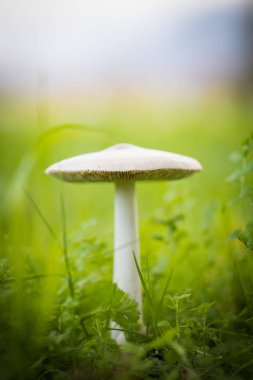 Yeşil bir çayırda yetişen büyük bir mantarın yakın görüntüsü