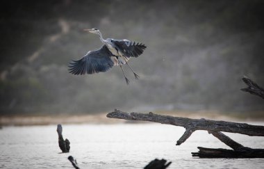 Güney Afrika'da bir haliç bir driftwood ağaç kütük üzerinde büyük bir zümre görüntü yakın