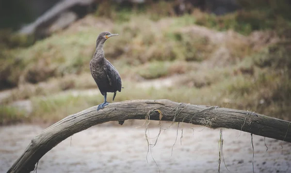 Witte Breasted Cormorant Vogel Zittend Een Zandbank Een Estuarium Zuid — Stockfoto