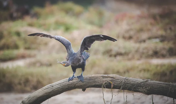 Pájaro Cormorán Pecho Blanco Sentado Banco Arena Estuario Sudáfrica — Foto de Stock