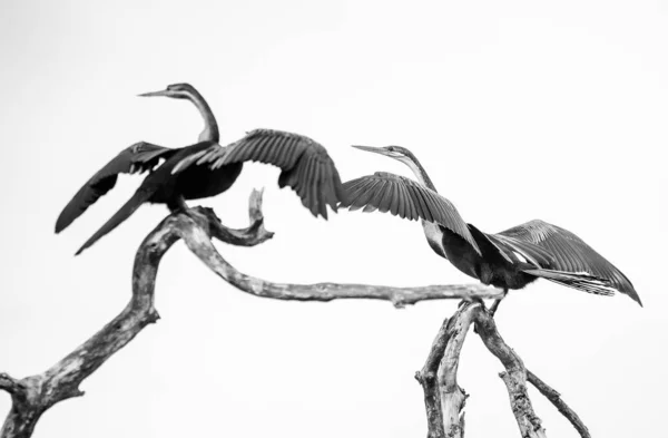 Close Beeld Van Een Afrikaanse Heidelibel Vogels Een Estuarium Zuid — Stockfoto