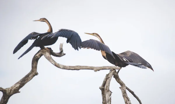 南アフリカの河口でアフリカのダーター鳥の画像をクローズアップ — ストック写真