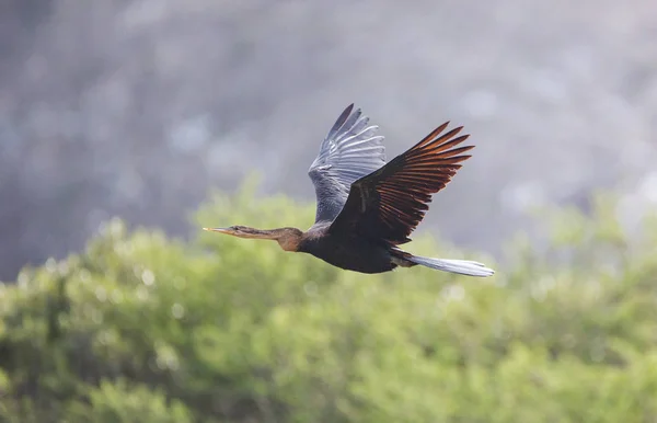Güney Afrika Bir Haliç Bir Afrika Darter Kuş Yakından Görüntü — Stok fotoğraf