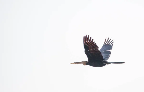 Imagen Cerca Pájaro Dardo Africano Estuario Sudáfrica — Foto de Stock