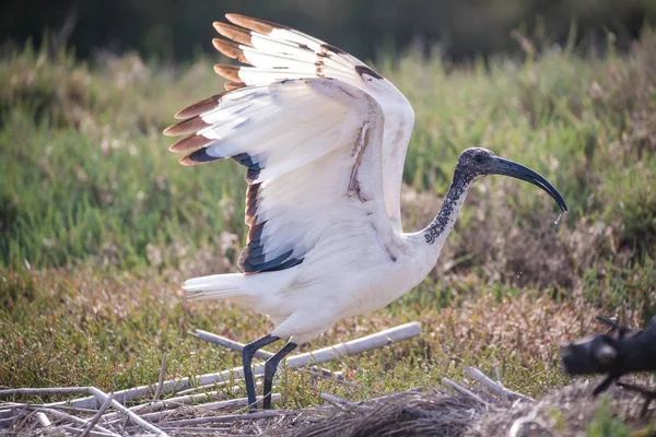 Close Beeld Van Een Heilig Ibis Voeden Een Estuarium Zuid — Stockfoto