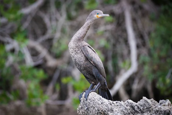 南アフリカの河口の砂浜に座っている白い胸の鳥 — ストック写真