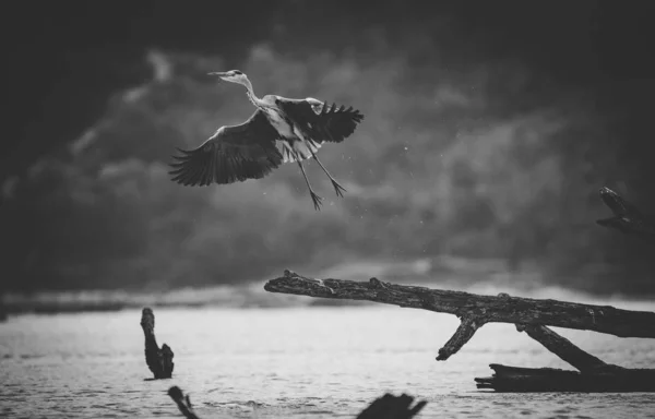 Güney Afrika Bir Haliç Bir Driftwood Ağaç Kütük Üzerinde Büyük — Stok fotoğraf