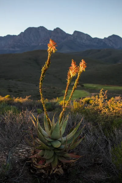 Imagen Cerca Las Flores Aloe Flor Cabo Occidental Sudáfrica — Foto de Stock