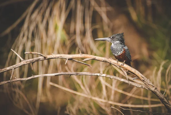 Nahaufnahme Eines Riesigen Eisvogels Auf Einem Barsch Neben Einem Fluss — Stockfoto