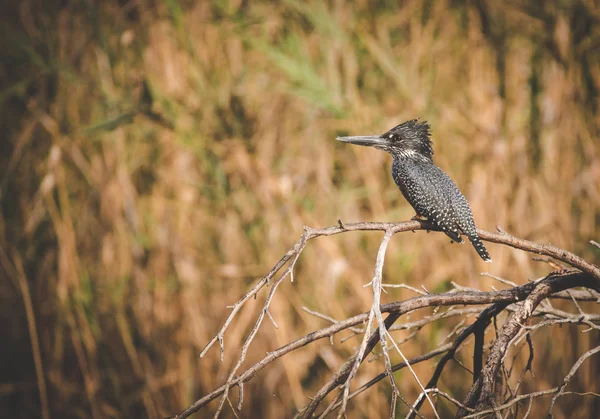 Close Image Giant Kingfisher Perch Next River South Africa — Stock Photo, Image