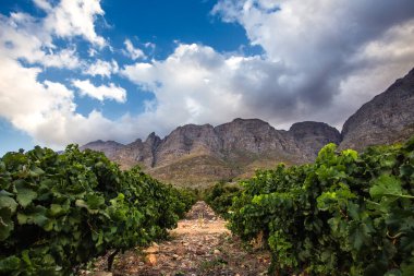 Güney Afrika 'nın Batı Burnu' ndaki Breede Vadisi 'ndeki Worcester kasabası yakınlarındaki Slanghoek Vadisi' nin panoramik manzarası