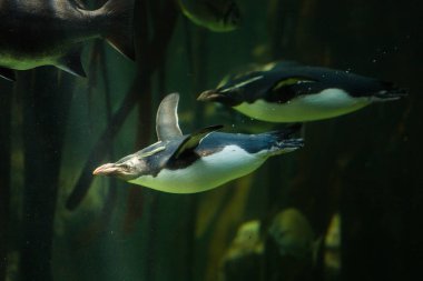 Close up image of rock hopper penguins swimming underwater in a kelp forest in an aquarium clipart
