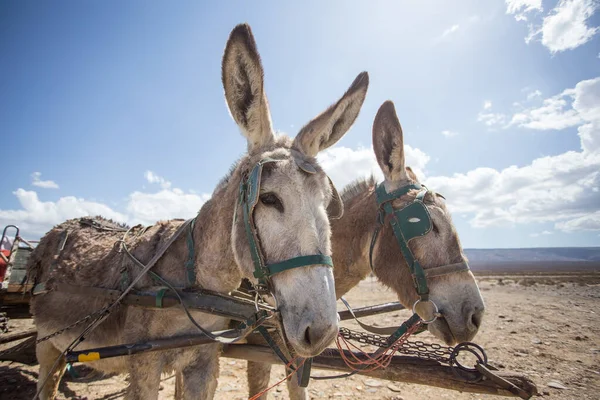 Imagen Cerca Burros Tankwa Karoo Sudáfrica — Foto de Stock