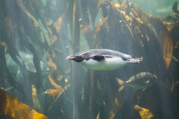 在水族馆的海带森林里 岩跳企鹅在水下游泳的特写镜头 — 图库照片