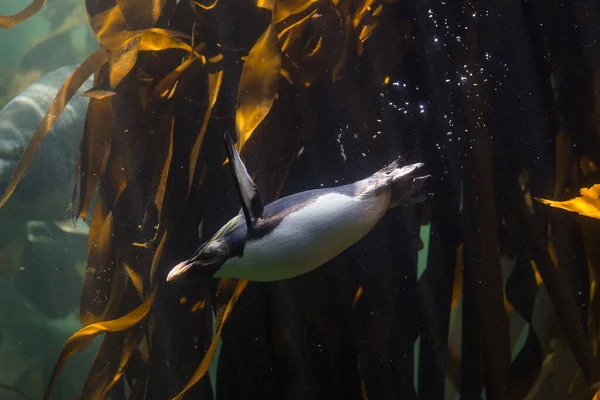 Close Imagem Penguim Tremonha Nadando Debaixo Água Uma Floresta Algas — Fotografia de Stock