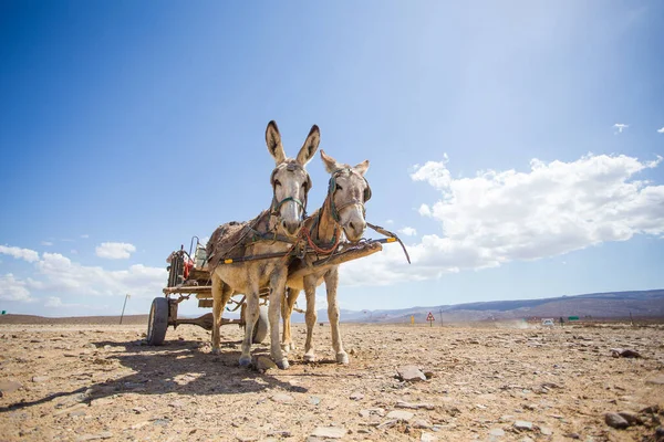 Imagen Cerca Burros Tankwa Karoo Sudáfrica — Foto de Stock