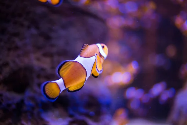 Close Immagine Pesce Pagliaccio Che Nuota Una Vasca Acquario — Foto Stock