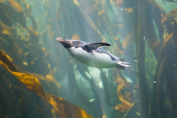 Zavřít Obrázek Skalního Násypky Tučňáka Plavajícího Pod Vodou Lese Řasy — Stock fotografie