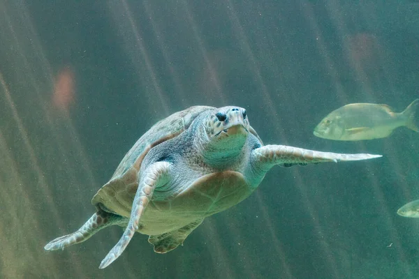 Vista Cerca Una Gran Tortuga Boba Nadando Libremente Tanque Acuario —  Fotos de Stock