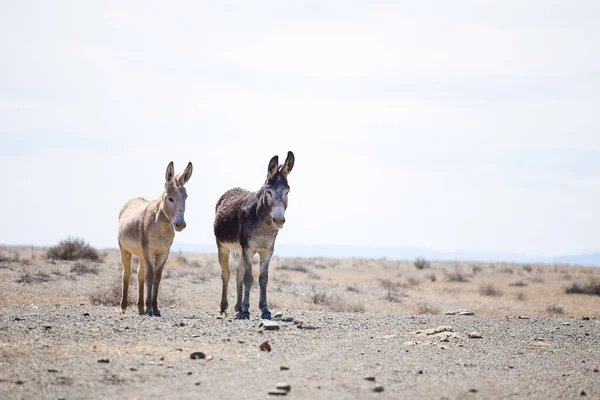 Güney Afrika Daki Tankwa Karoo Daki Eşeklerin Resmini Kapat — Stok fotoğraf