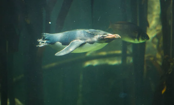 Imagen Cerca Pingüino Tolva Roca Nadando Bajo Agua Bosque Algas — Foto de Stock