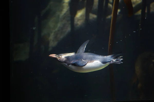 Imagen Cerca Pingüino Tolva Roca Nadando Bajo Agua Bosque Algas — Foto de Stock