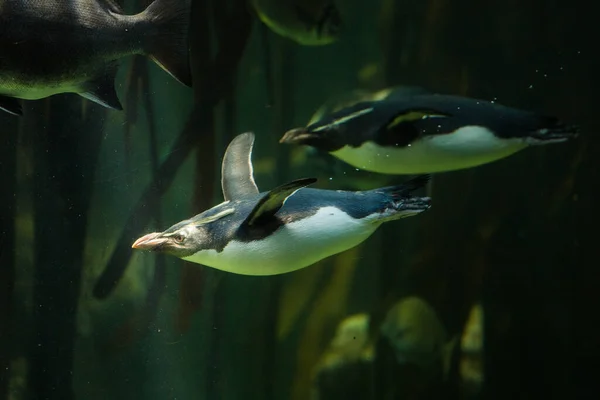 Imagem Perto Pinguins Tremonha Rocha Nadando Debaixo Água Uma Floresta — Fotografia de Stock