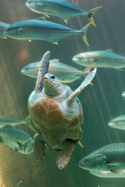 Close up view of a big loggerhead turtle swimming freely in a tank in an aquarium