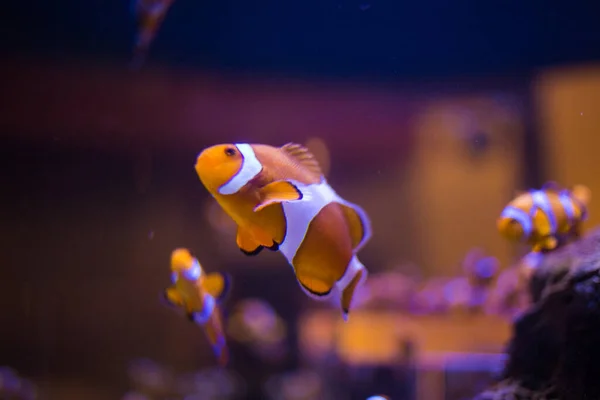 Close Imagem Palhaço Peixe Nadando Tanque Aquário — Fotografia de Stock