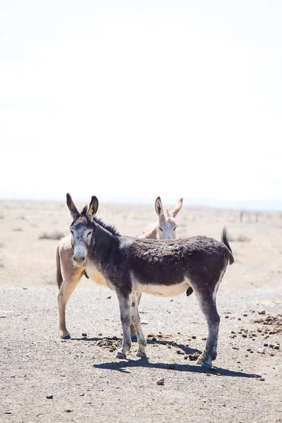 Güney Afrika Daki Tankwa Karoo Daki Eşeklerin Resmini Kapat — Stok fotoğraf