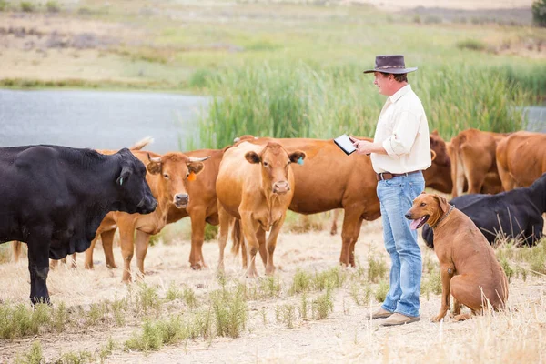 Nahaufnahme Eines Kaukasischen Bauern Auf Seinem Hof Der Mit Seiner — Stockfoto