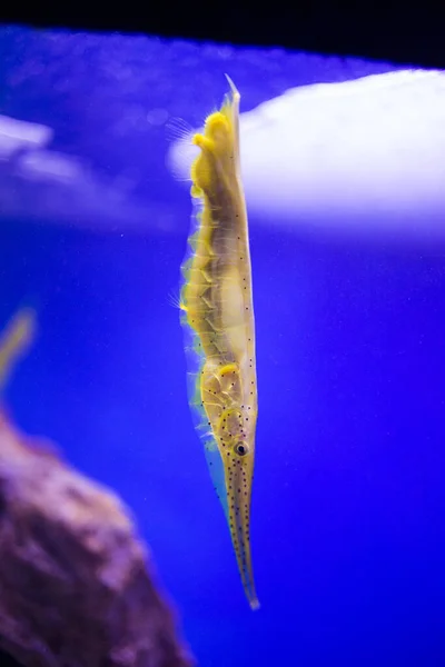 Close View Razor Fish Tank Aquarium — Stock Photo, Image