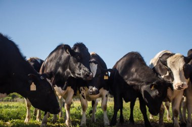 Bir süt çiftliğindeki Friesland süt ineği sürüsünün geniş açılı görüntüsünü kapatın..