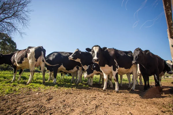在奶牛饲养场拍摄的弗里斯兰奶牛群的广角图像 — 图库照片