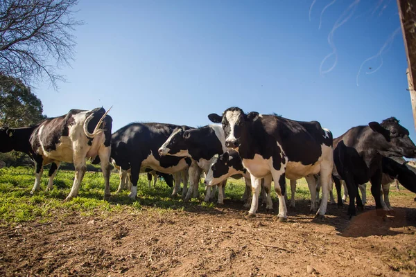 Großes Weitwinkelbild Einer Herde Friesland Milchkühe Auf Einem Milchviehbetrieb — Stockfoto