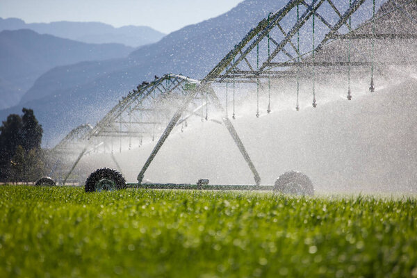 Close up image of a center pivot on a green field of wheat, providing irrigation to the crops