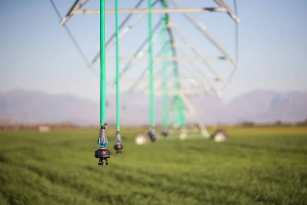 Close up image of a center pivot on a green field of wheat, providing irrigation to the crops