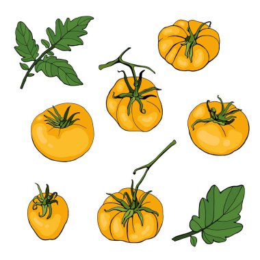 Sarı domates ve yaprakları beyaz arka plan üzerinde küme. Vektör. İllüstrasyon