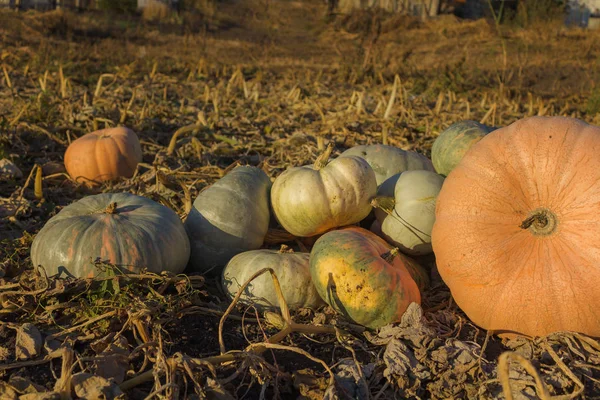 Colorful pumpkins in the grass in the garden. Harvest