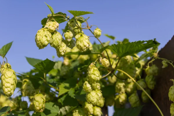 The ordinary branch of hops on a background of blue sky