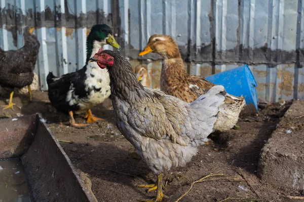 Fokken van kippen en eenden in het dorp, landbouw. — Stockfoto