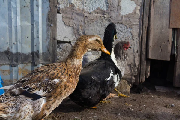 Entenhaus, Landwirtschaft. Ornithologie. — Stockfoto