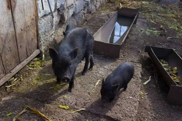 Pig and pig. Black pig. Breeding of domestic animals.