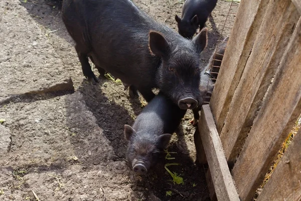 A pig with three pigs. Black pig. Breeding of domestic animals.