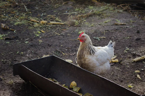 Cream mottled rustic chicken sits about nothing. Poultry. Ornith — Stock Photo, Image