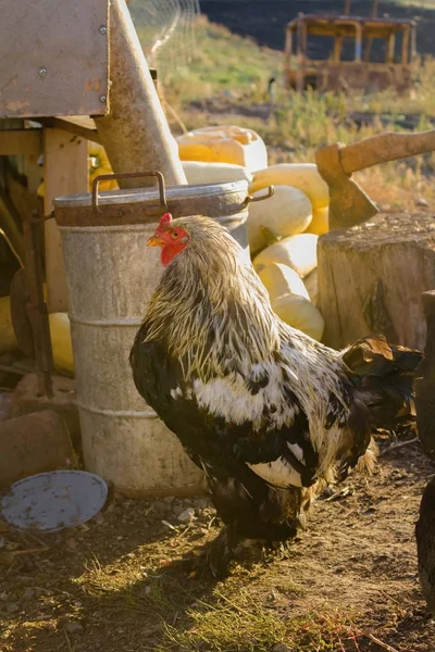 Dorp kleurrijke haan met rode kuif. Fokken van binnenlandse — Stockfoto