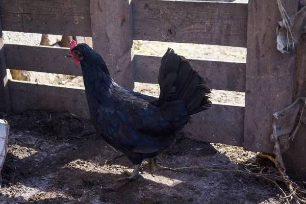 Rustic black chicken with red withers. Poultry.