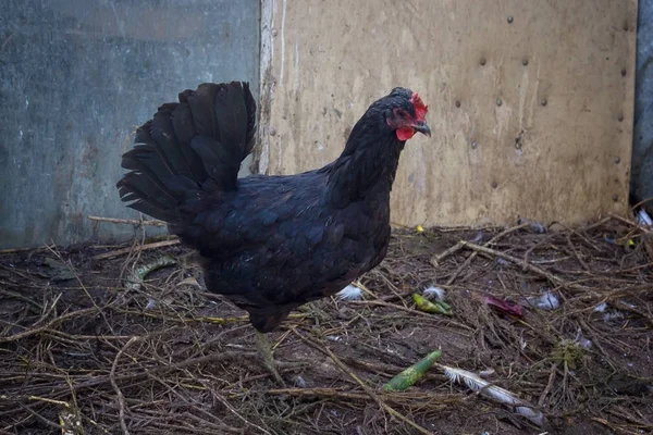 Country black chicken. Poultry. Ornithology. — Stock Photo, Image